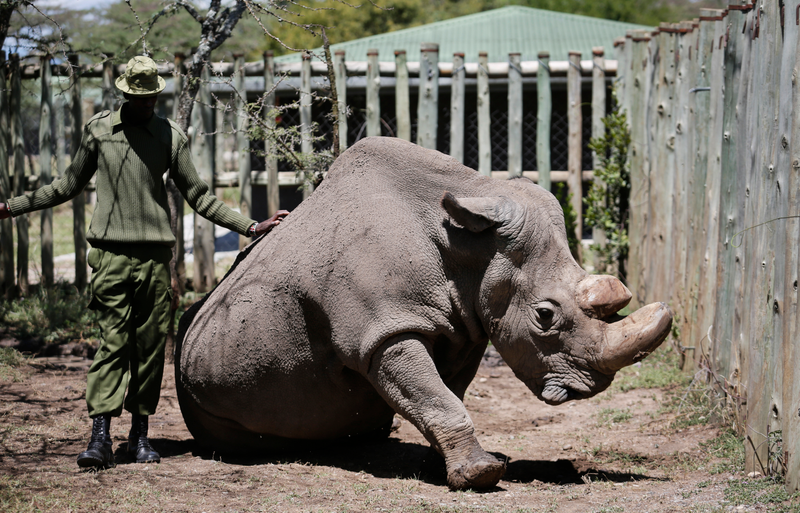 A ranger takes care of Sudan, the world’s last male northern white rhino, at the Ol Pejeta Conservancy in May 2017.